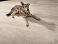 Hond ligt op Urban White tegels met houteffect