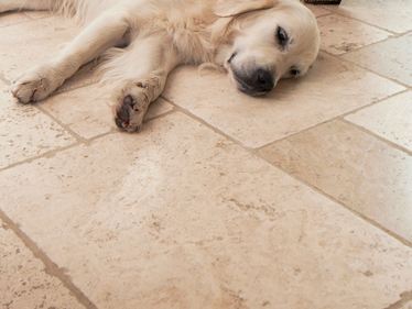 Hond ligt op travertin tegels Licht