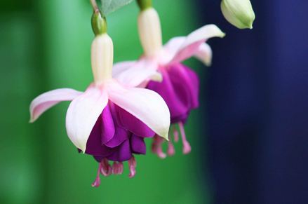 Twee paarse bloemen in de tuin (Foto door Maja Dumant, Pixelio)