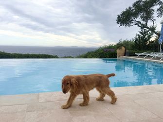 Hond uitlaten over travertin tegels gelegd bij een zwembad