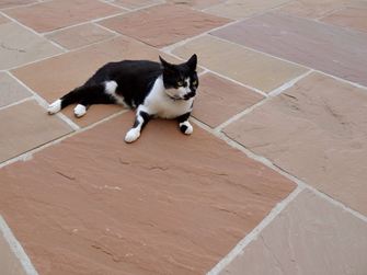 Modak platen, terras met kat