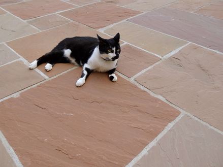 Modak platen, terras met kat